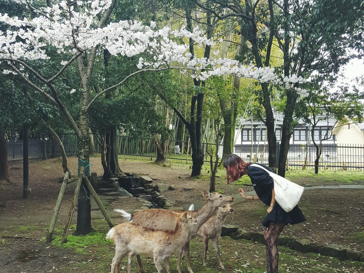 Nara | Japan